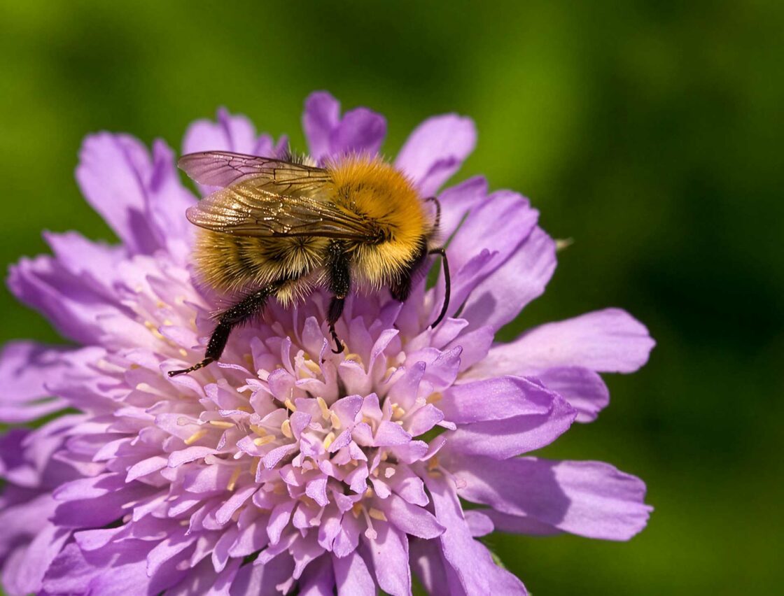 Bee on a flower